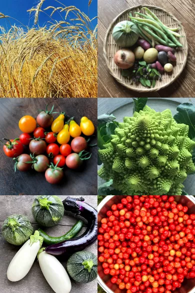 サヴァシバの収穫物